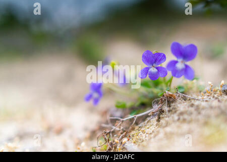 Heide Hund-Veilchen (Viola Canina) in den Dünen Stockfoto