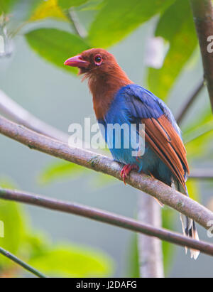 Sri Lanka blau-Elster im Baum Stockfoto