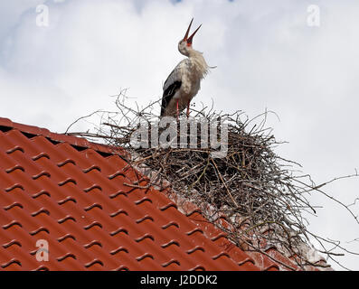 Mayenfelder, Deutschland. 27. April 2017. Ein Weißstorch pickt am Nest, die es auf dem Dach eines Mehrfamilienhauses in Mayenfelder, Deutschland, 27. April 2017 gebaut. Obwohl normalerweise solche Kante ein Storchennest nicht halten kann, dieser hat es geschafft und erwartet nun einen Partner. Foto: Holger Hollemann/Dpa/Alamy Live News Stockfoto