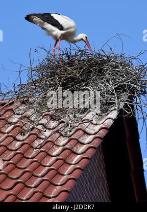 Mayenfelder, Deutschland. 27. April 2017. Ein Weißstorch pickt am Nest, die es auf dem Dach eines Mehrfamilienhauses in Mayenfelder, Deutschland, 27. April 2017 gebaut. Obwohl normalerweise solche Kante ein Storchennest nicht halten kann, dieser hat es geschafft und erwartet nun einen Partner. Foto: Holger Hollemann/Dpa/Alamy Live News Stockfoto