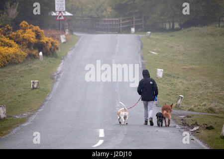 Flintshire, North Wales, UK Wetter für das Wochenende beginnt, nassen und trüben über viele Teile der britischen und wird in Teilen für das Wochenende bleiben. Eine Frau, die zu Fuß ihre Hunde im Regen und trüben Wetter in der Nähe des Dorfes von moel-y-Crio in Flinthsire Stockfoto