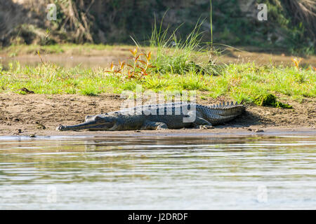 Ein gharial (gavialis gangeticus) liegt am Ufer des Rapti River im Chitwan Nationalpark Stockfoto