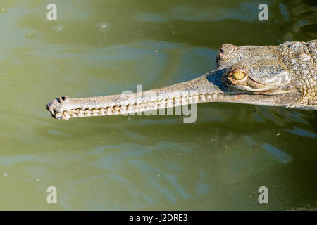 Ein gharial (gavialis gangeticus) liegt am Ufer des Rapti River im Chitwan Nationalpark Stockfoto