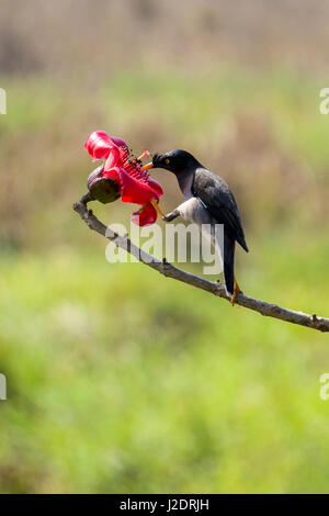 Ein Dschungel myna (acridotheres Fuscus) sitzt neben einer roten Blume der Seide Baumwolle Baum im Chitwan Nationalpark Stockfoto