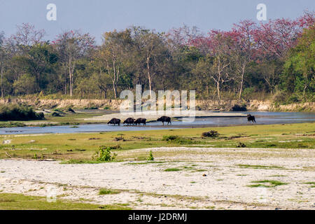 Eine Herde von gaurs (Bos gaurus), indische Bisons, quert den rapti River im Chitwan Nationalpark Stockfoto