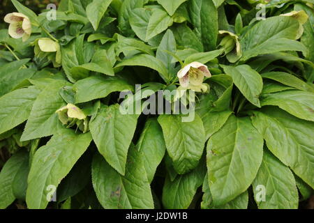 Buschige Christrose Stockfoto