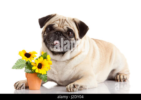 Mops Hund isoliert auf weißem Hintergrund Stockfoto