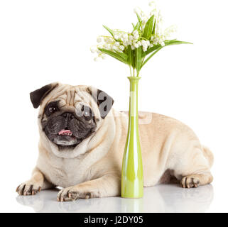 Mops Hund isoliert auf weißem Hintergrund Stockfoto