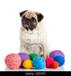Mops Hund isoliert auf weißem Hintergrund Stockfoto