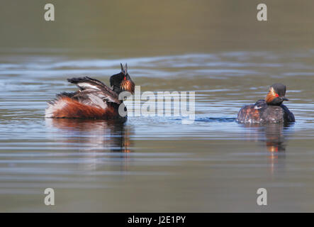 Schwarzhalstaucher (Podiceps Nigricollis) rief, Niederlande Stockfoto