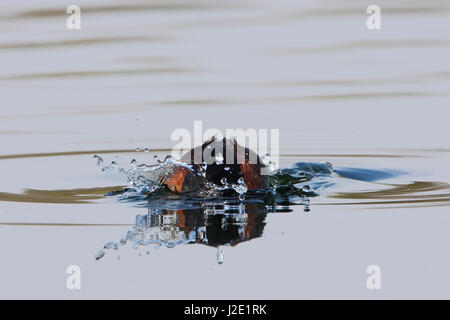 Schwarzhalstaucher (Podiceps Nigricollis) Tauchen ins Wasser, Niederlande Stockfoto