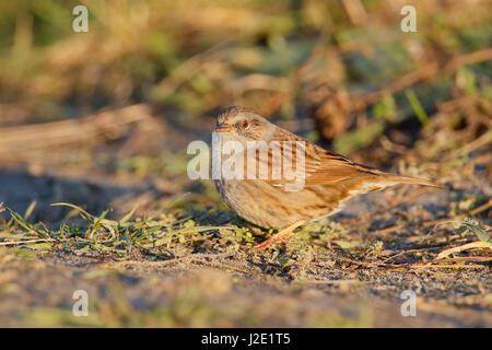 Heckenbraunelle (Prunella Modularis) Fütterung auf dem Boden, die Niederlande Stockfoto