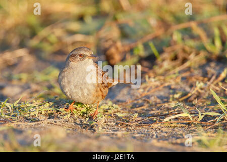 Heckenbraunelle (Prunella Modularis) Fütterung auf dem Boden, die Niederlande Stockfoto