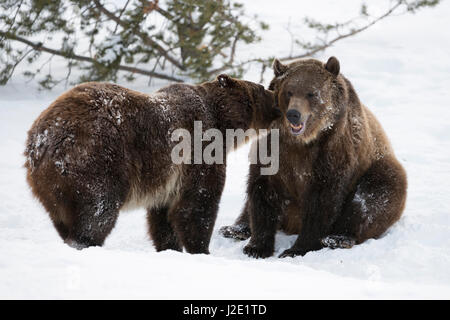 Nordamerikanischen Braunbären / Grizzly Bären / Amerikanischee Braunbären (Ursus Arctos Horribilis) im Winter, Schnee, gefangen, in lustige Situation, Monta Stockfoto