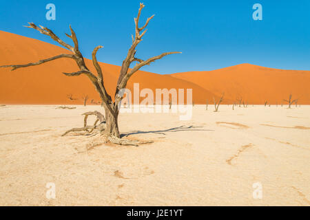 Wunderbare toter Baum im Deadvlei Becken - Sossusvlei, Namib-Wüste, Namibia Stockfoto