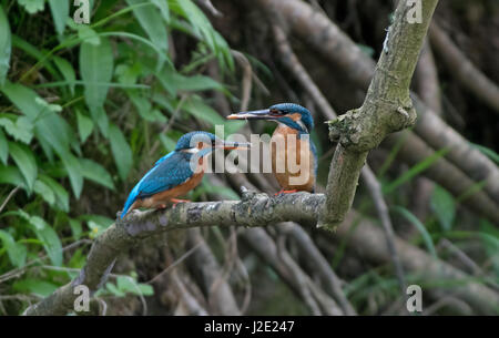 Männliche gemeinsame Eisvogel - Alcedo Atthis bietet Fisch Weibchen während der Balz. UK Stockfoto