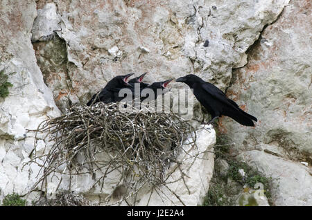 Erwachsenen Raven-Corvus Corax füttert junge am Brutplatz. UK Stockfoto