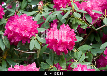 Rhododendron blüht im Frühling. Stockfoto