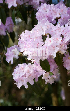 Rhododendron Rubiginosum Blüten. Stockfoto