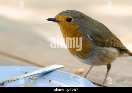 Robin Erithacus Rubecula Aufräumvorgang Krümel aus einer Platte Stockfoto