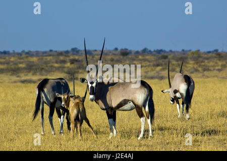 Spießböcke in Central Kalahari Game Reserve, Botswana Stockfoto
