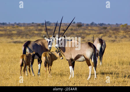 Spießböcke in Central Kalahari Game Reserve, Botswana Stockfoto