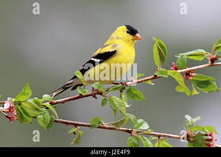 Eine helle gelbe männliche amerikanische Stieglitz Zuchtjahr Tristis hocken auf blühende Zweige im Frühjahr. Stockfoto