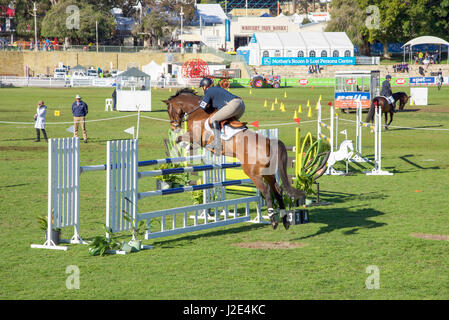 Claremont, WA, Australien-September 25, 2016:Chestnut braunen Pferd mit Reiter auf der Perth Royal Show 2016 in Claremont, Western Australia Stockfoto