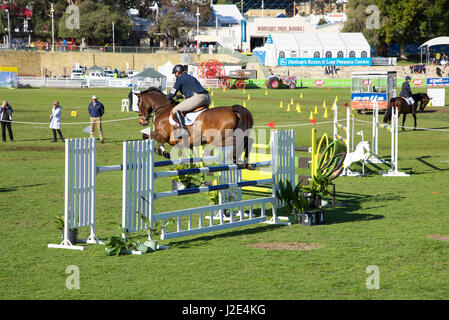 Claremont, WA, Australien-September 25, 2016:Chestnut braunen Pferd mit Reiter auf der Perth Royal Show 2016 in Claremont, Western Australia. Stockfoto