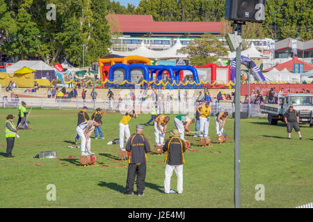 Claremont, WA, Australien-September 25, 2016:Group der muskulöse Männer im Woodchopping Wettbewerb der Perth Royal Show 2016 in Claremont, Western Australia Stockfoto