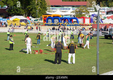 Claremont, WA, Australien-September 25, 2016:Group der muskulöse Männer im Woodchopping Wettbewerb der Perth Royal Show 2016 in Claremont, Western Australia Stockfoto