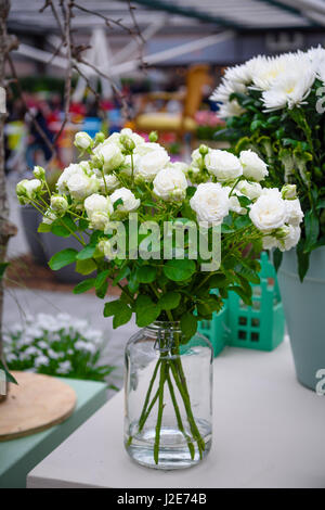 Weiße Rosen im Keukenhof Park, Lisse, Niederlande Niederlande Stockfoto