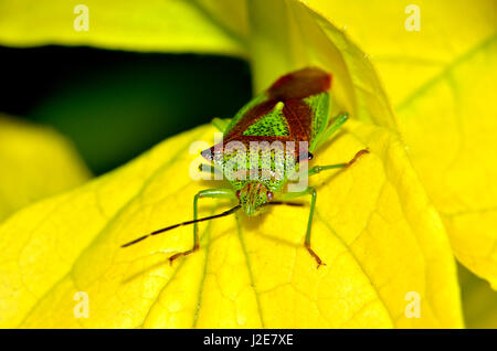 Weißdorn Schild Bug (Acanthosoma Haemorrhoidale) Erwachsenen, Kent, England, April Stockfoto