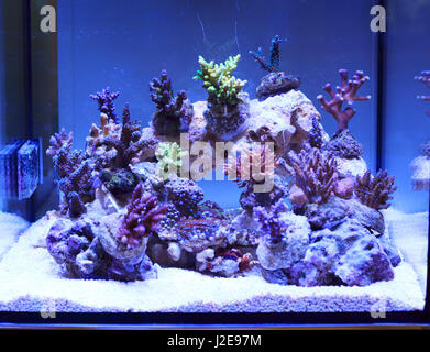 Aquarium von verschiedenen Korallen Stockfoto