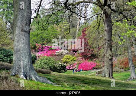 Valley Gardens im Frühling Windsor Great Park Berkshire UK Stockfoto