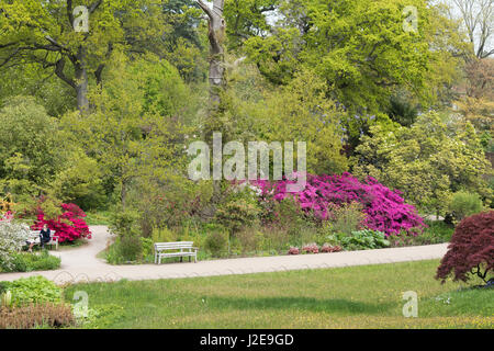 Rhododendron Blüte unter der Grenze im April bei RHS Wisley Gardens. Surrey, England Stockfoto