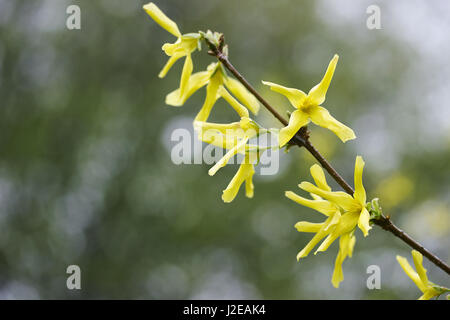 Forsythien Brunch schön blühenden Frühling gelbe Blumen Stockfoto