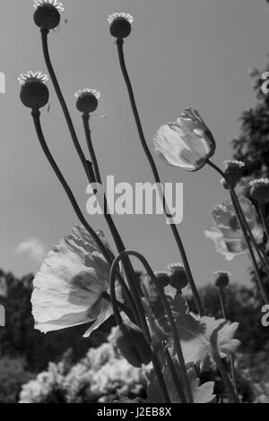 Orientalische Mohn Marwood Hill Gardens Marwood Devon Stockfoto