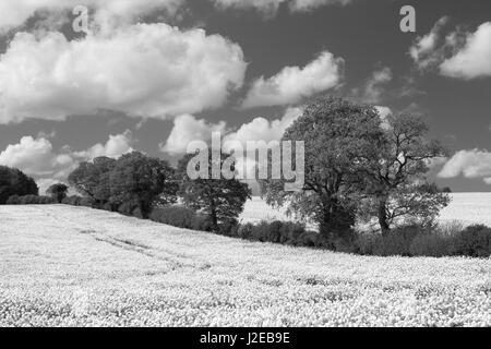 Raps Feld Brassica Napa in der Nähe von Dummer Hampshire Stockfoto