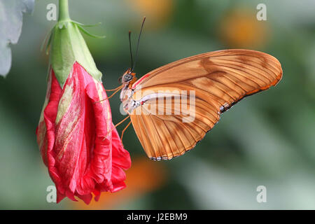 Neotropische Orange Julia Longwing oder Julia Butterfly (Dryas Iulia) Fütterung auf eine Blume. Vom Süden der USA bis Bolivien, einschließlich der Karibik Stockfoto