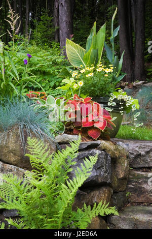 Pteridophyta - Farn Pflanze vor Natursteinmauer mit Festuca Grass, rote Coleus und Pflanzer mit Canna - indischen Schuss im Hinterhof-Garten Stockfoto