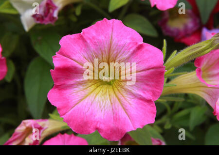 Pretty Pink Petunia Stockfoto