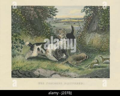 "Die Wilderer gestört", von J.F.Lewis. Soffe. Hunde, Kaninchen & Hermelin 1837 print Stockfoto