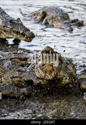 Das kubanische Krokodil springt aus dem Wasser. Ein seltenes Foto. Kuba. Ungewöhnlicher Winkel. Stockfoto