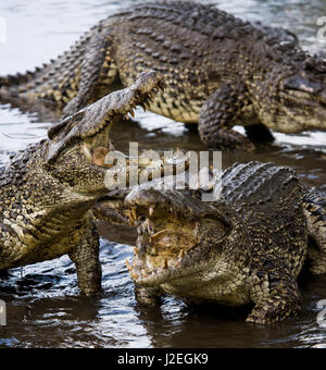 Das kubanische Krokodil springt aus dem Wasser. Ein seltenes Foto. Kuba. Ungewöhnlicher Winkel. Stockfoto