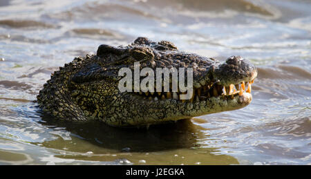 Das kubanische Krokodil springt aus dem Wasser. Ein seltenes Foto. Kuba. Ungewöhnlicher Winkel. Stockfoto