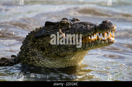 Das kubanische Krokodil springt aus dem Wasser. Ein seltenes Foto. Kuba. Ungewöhnlicher Winkel. Stockfoto