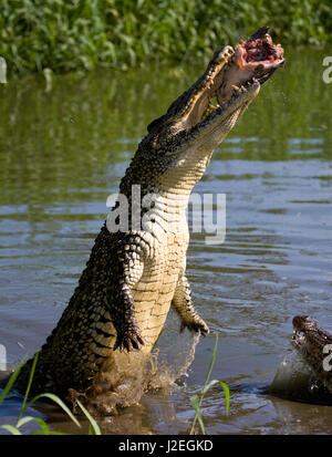 Das kubanische Krokodil springt aus dem Wasser. Ein seltenes Foto. Kuba. Ungewöhnlicher Winkel. Stockfoto