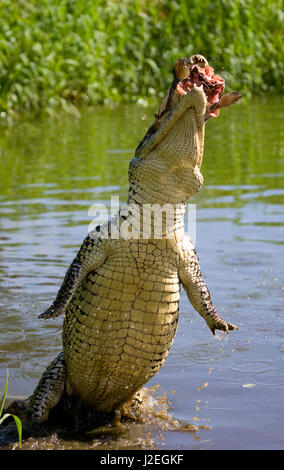 Das kubanische Krokodil springt aus dem Wasser. Ein seltenes Foto. Kuba. Ungewöhnlicher Winkel. Stockfoto