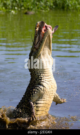 Das kubanische Krokodil springt aus dem Wasser. Ein seltenes Foto. Kuba. Ungewöhnlicher Winkel. Stockfoto
